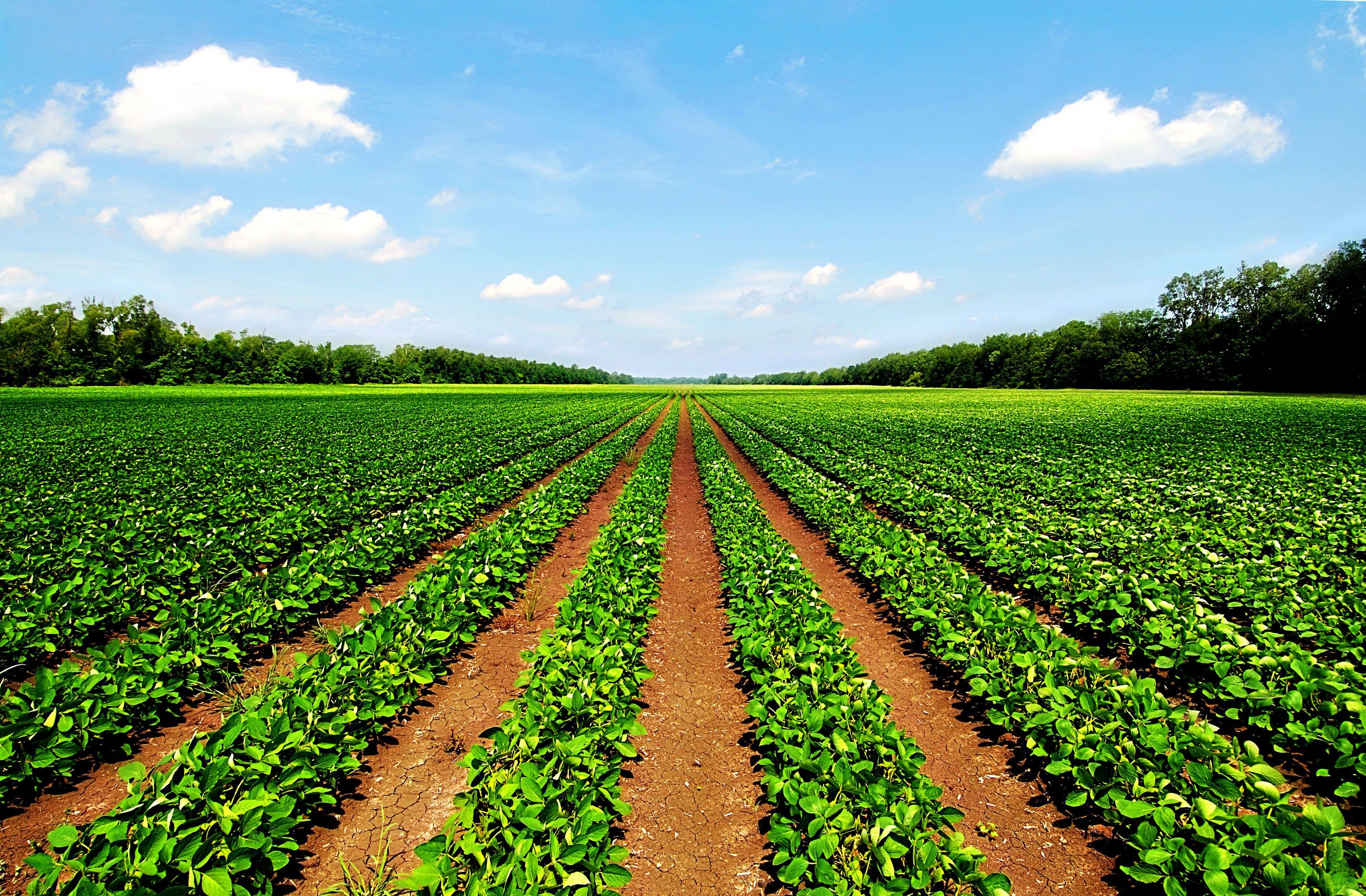 Natural Farming